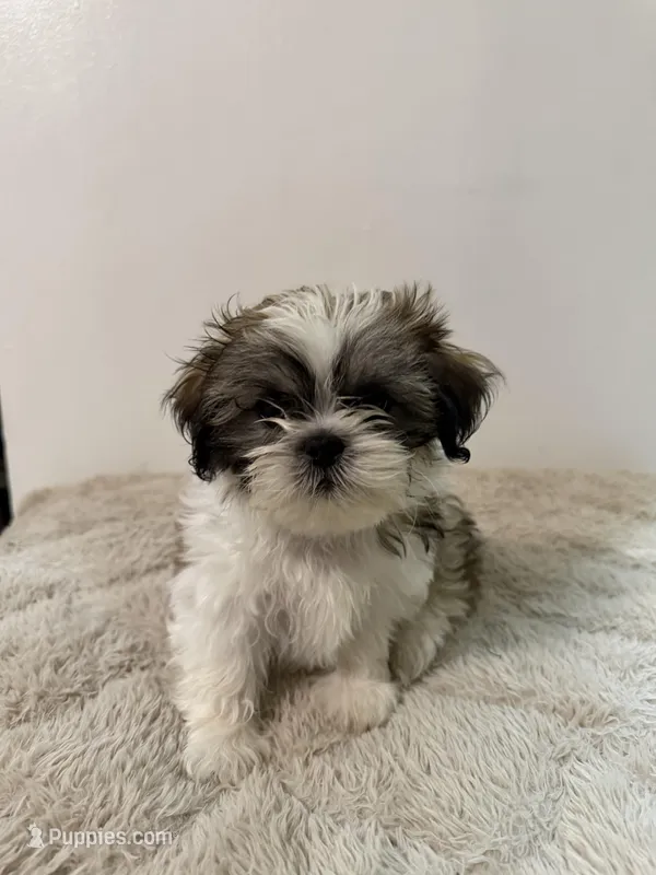 Shih Tzu Male puppy – Shih Tzu puppy for sale in San Diego, CA