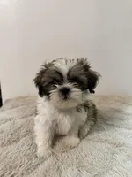 Shih Tzu Male puppy, a male Shih Tzu for sale in San Diego, CA – Photo 1 of 3