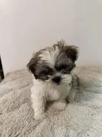 Shih Tzu Male puppy, a male Shih Tzu for sale in San Diego, CA – Photo 3 of 3