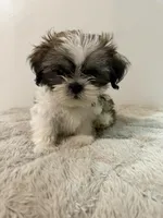 Shih Tzu Male puppy, a male Shih Tzu for sale in San Diego, CA – Photo 2 of 3