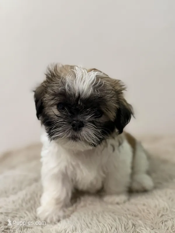 Shih Tzu Female puppy – Shih Tzu puppy for sale in San Diego, CA