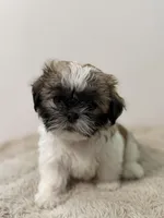 Shih Tzu Female puppy, a female Shih Tzu for sale in San Diego, CA – Photo 1 of 3