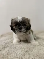 Shih Tzu Female puppy, a female Shih Tzu for sale in San Diego, CA – Photo 3 of 3