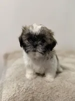 Shih Tzu Female puppy, a female Shih Tzu for sale in San Diego, CA – Photo 2 of 3
