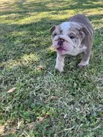 Becky , a female English Bulldog for sale in Glendale, AZ – 3 of 3