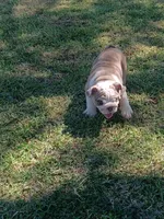 Squints , a male English Bulldog for sale in Glendale, AZ – 4 of 4