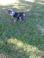 Wendy, a female English Bulldog for sale in Glendale, AZ – 2 of 4