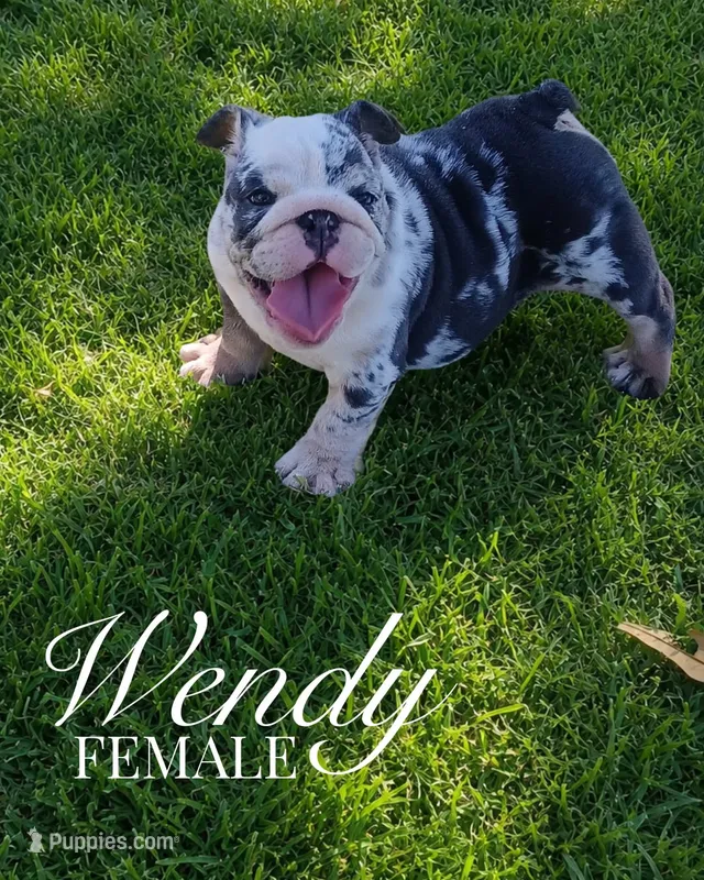 Wendy – English Bulldog puppy for sale in Glendale, AZ