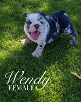 Wendy, a female English Bulldog for sale in Glendale, AZ – 1 of 4