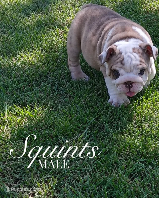 Squints  – English Bulldog puppy for sale in Glendale, AZ