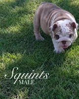 Squints , a male English Bulldog for sale in Glendale, AZ – 1 of 4