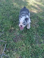 Wendy, a female English Bulldog for sale in Glendale, AZ – 3 of 4