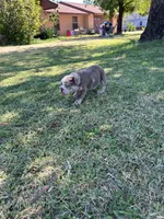 Becky , a female English Bulldog for sale in Glendale, AZ – 2 of 3