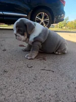 Samantha, a female English Bulldog for sale in Glendale, AZ – Photo 4 of 6