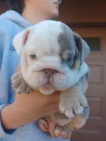 Samantha, a female English Bulldog for sale in Glendale, AZ – Photo 1 of 6