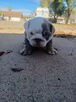 Samantha, a female English Bulldog for sale in Glendale, AZ – Photo 5 of 6