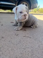 Samantha, a female English Bulldog for sale in Glendale, AZ – Photo 6 of 6