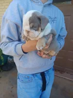 Samantha, a female English Bulldog for sale in Glendale, AZ – Photo 2 of 6