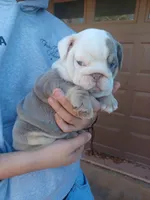 Samantha, a female English Bulldog for sale in Glendale, AZ – Photo 3 of 6