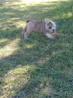 Squints , a male English Bulldog for sale in Glendale, AZ – 2 of 4