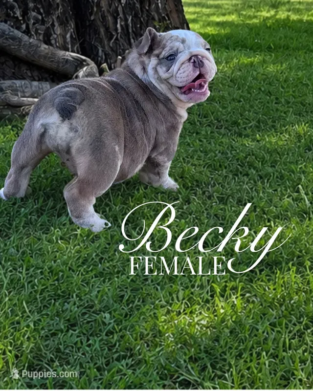 Becky  – English Bulldog puppy for sale in Glendale, AZ