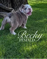 Becky , a female English Bulldog for sale in Glendale, AZ – 1 of 3