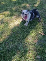 Wendy, a female English Bulldog for sale in Glendale, AZ – 4 of 4