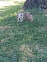 Squints , a male English Bulldog for sale in Glendale, AZ – 3 of 4