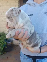 processed/62c1f196-2555-410a-8619-321b22e14678/listing/f53c53ce-9ed5-4f14-93fa-4dcea2d5ddc5/0ce3fb89-53cc-40dd-8517-dc8c48d265f1