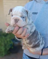 processed/62c1f196-2555-410a-8619-321b22e14678/listing/f53c53ce-9ed5-4f14-93fa-4dcea2d5ddc5/631901bf-7158-4190-ab3a-30e063238826