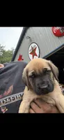 Gracie, a female English Mastiff for sale in Salisbury, NC – 5 of 7