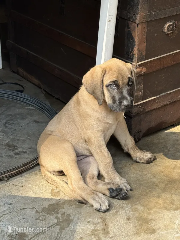 Gracie – English Mastiff puppy for sale in Salisbury, NC