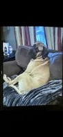 Gracie, a female English Mastiff for sale in Salisbury, NC – 7 of 7