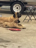 Gracie, a female English Mastiff for sale in Salisbury, NC – 3 of 7