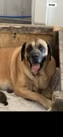 Gracie, a female English Mastiff for sale in Salisbury, NC – 6 of 7