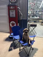 Gracie, a female English Mastiff for sale in Salisbury, NC – 4 of 7