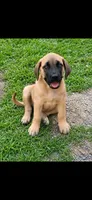 Gracie, a female English Mastiff for sale in Salisbury, NC – 2 of 7