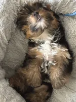 Moochee, a male Yorkshire Terrier for sale in Cleveland, OH – 2 of 3