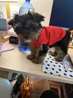 Moochee, a male Yorkshire Terrier for sale in Cleveland, OH – 3 of 3
