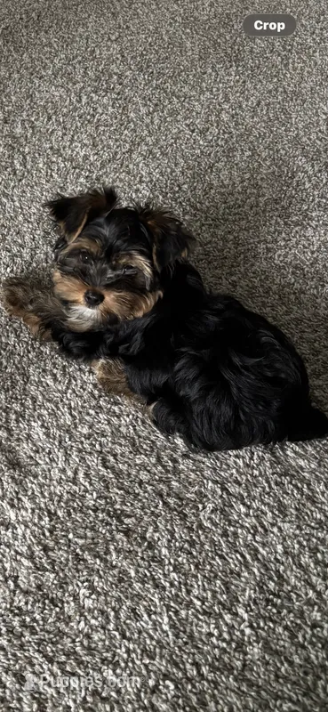 Moochee – Yorkshire Terrier puppy on hold in Cleveland, OH