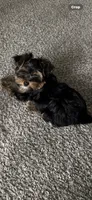 Moochee, a male Yorkshire Terrier for sale in Cleveland, OH – 1 of 3