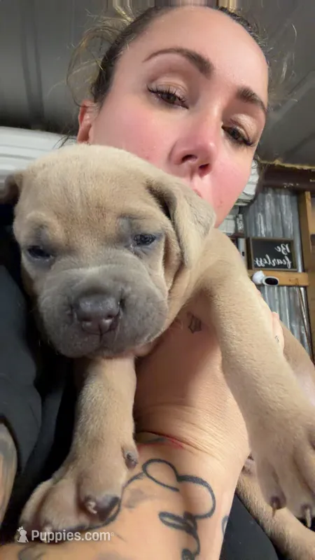 Yellow – Cane Corso puppy for sale in Weatherford, TX