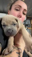 Yellow, a female Cane Corso for sale in Weatherford, TX – 1 of 2