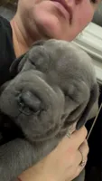 Hot pink, a female Cane Corso for sale in Weatherford, TX – 1 of 2