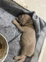 Yellow, a female Cane Corso for sale in Weatherford, TX – 2 of 2
