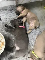 Hot pink, a female Cane Corso for sale in Weatherford, TX – 2 of 2