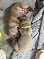 Blue, a male Cane Corso for sale in Weatherford, TX – 2 of 2