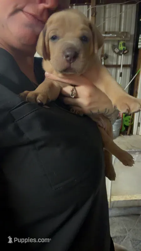 Black  – Cane Corso puppy for sale in Weatherford, TX
