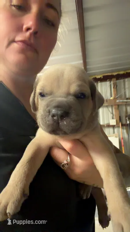 Blue – Cane Corso puppy for sale in Weatherford, TX