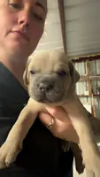 Blue, a male Cane Corso for sale in Weatherford, TX – 1 of 2
